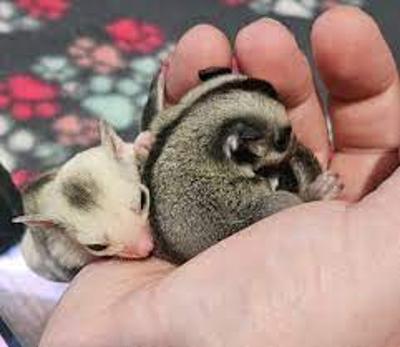 Bonded Sugar Gliders for Rehoming